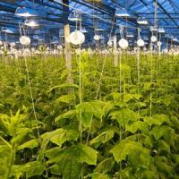 Краставици во затворена (заштитена) земја Технологија на одгледување краставици во затворена земја