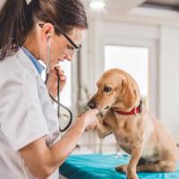 Kako funkcionira veterinarska ambulanta - kućna veterinarska njega Kako otvoriti vlastitu veterinarsku ambulantu