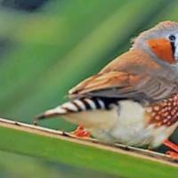 Zebra finches - honest advice to owners