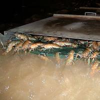 Breeding and growing crayfish Breeding crayfish in a private home