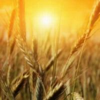 Hogyan nyissunk parasztgazdaságot: lépésről-lépésre A mezőgazdasági vállalkozás a semmiből, hogyan kell megnyitni