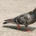 Why do pigeons nod their heads when walking?