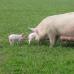 Bir iş olarak domuz yetiştiriciliği - yüksek karlılık elde etmek için dikkate almanız gerekenler