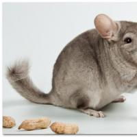 Breeding chinchillas as a business at home