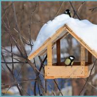What to make a bird feeder
