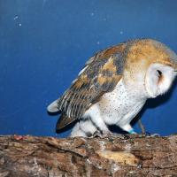 Barn owl reproduction - barn owl photo