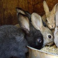 Features of rabbit breeding