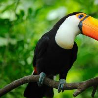 Toucans Where does the toucan live on which continent