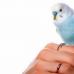 Школа попугая Корелла — учимся говорить, петь и танцевать