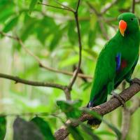 Macaw lifestyle and habitat