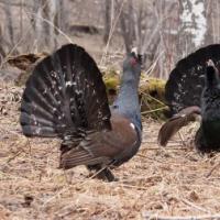 Capercaillie (Tetrao urogallus) Kapercaillie qanday qichqiradi