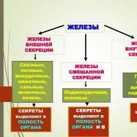 goal: to get acquainted with the organs of the endocrine system and their functions